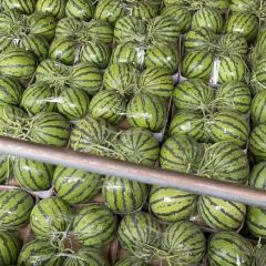 美都西瓜热销全国