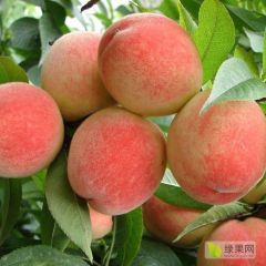 620、美翠毛桃