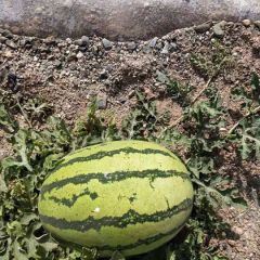 靖远高湾西瓜代办