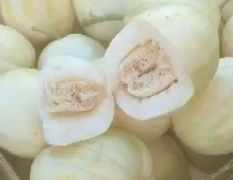吉林陆地精品香瓜供应中，我在产地 可视频看货，头茬香瓜，4两~1斤，