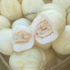 吉林陆地精品香瓜供应中，我在产地 可视频看货，头茬香瓜，4两~1斤，