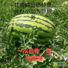 精选…靖远硒砂瓜耐运输