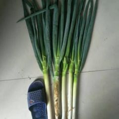 潍坊青州提点大葱大量供应
