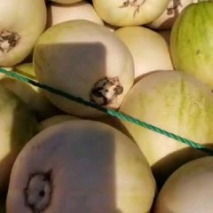 河北新乐甜瓜，再不来就没了