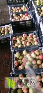 辛集万亩京红桃种植基地，这种桃甜度大