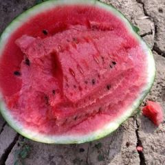 河南京欣花麒麟西瓜大量上市