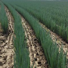 河南周口铁杆大葱，代收，代发