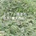 安丘市京欣大田陆地西瓜