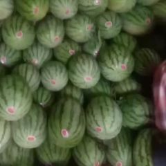 大量上市，品种多 质量高