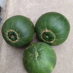 河北定州绿宝甜瓜大量上市