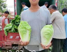 夏阳白菜✔夏秋王✔2-5斤✔热白菜✔山东淄博高青✔万亩白菜✔