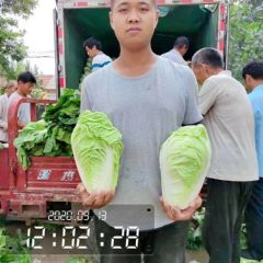 夏阳白菜✔夏秋王✔2-6斤✔热白菜✔山东淄博高青✔万亩白菜✔