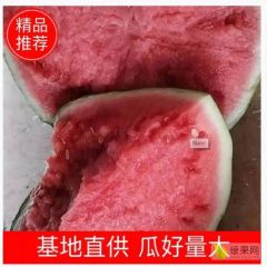 沈丘县万亩8424西瓜