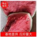 沈丘县万亩8424西瓜
