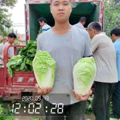 夏阳白菜✔夏秋王✔3-10斤✔热白菜✔山东淄博高青✔万亩白菜✔