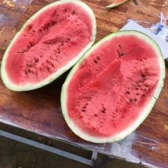 开封产地直销，秦红208。金城五系列