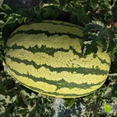 甘甜爽口，马上上市的大西瓜