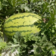 靖远西瓜俏销大江南北