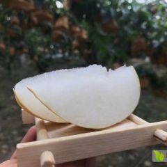 秋月通体黄褐色，外观极其漂亮果肉乳白色，甜度13
