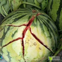 河南周口太康精品美都西瓜供应 欢迎各地老板前来选购