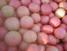 河南汝州西红柿已经上市了，量大质优13733782732