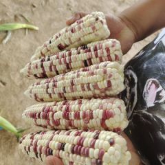 精品彩糯，水果，白糯玉米，供应中