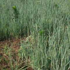 大量出售葱央旭淼农场