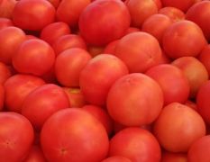中牟精品西红柿大量上市