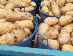 大量出售土豆！价格低 品质好 个头大！欢迎联系！！