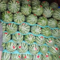 陕西大荔县金城五号西瓜批发，金城五号西瓜价格，基地直供