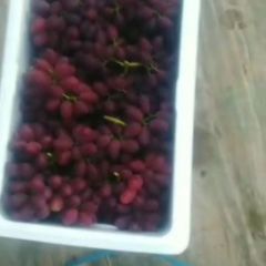 聊城万亩葡萄已上市，品种:巨盛，红艳天，滕稔等