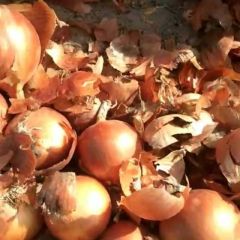 辽宁凌海洋葱7月大量上市