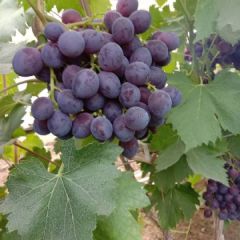 山东聊城许营镇于庙村，老赵代收代发，葡萄、西瓜现已大量上