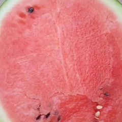 直播黒无籽西瓜大量现货供应