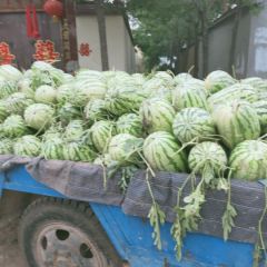 灶子蜜西瓜合作社