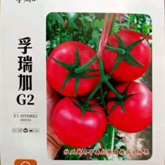 孚瑞加G2抗病毒高产量西红柿种子番茄种子