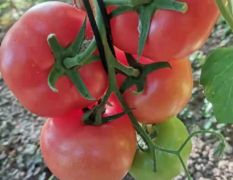 孚瑞加A20西红柿种子
