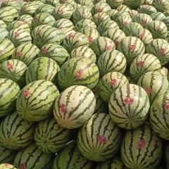 甘肃靖远产区西瓜代发代办