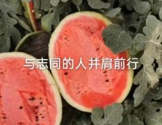 甜王精品瓜红瓤黑籽薄皮商品质量糖度13