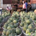 河南西瓜种植基地合作社代办全国代办