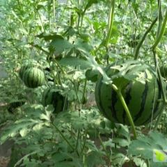 6月/滦县古马吊瓜（天王）
