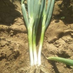 旭淼农场大葱，大量上市