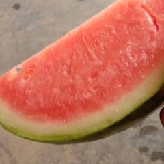 西瓜之乡李口镇的西瓜熟了