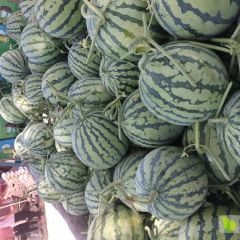 河南省夏邑县大棚早佳8424麒麟西瓜基地