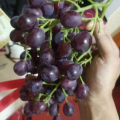 唐林乡东徘徊村早霞玫瑰成熟了！