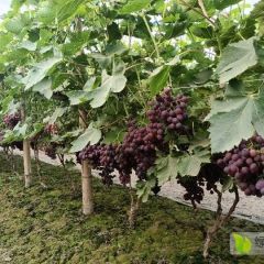 枣玫瑰  自家大棚葡萄 纯天然无公害