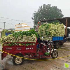 河南省柘城县远襄镇董庄蔬菜韭菜芹菜包菜香菜基地