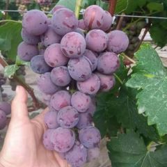 无公害葡萄大量上市