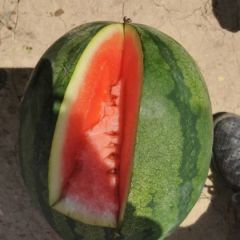 河南商丘睢阳区娄店西瓜之乡产地直供优质西瓜，甜王大量上市