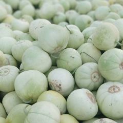 甜瓜甜宝甜瓜 产地直供一手货源支持视频看货